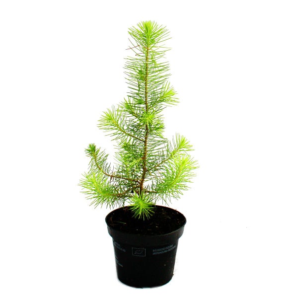 Exotenherz Der kleinste Weihnachtsbaum der Welt Mittelmeer-Kiefer Pinus pinea Zimmerkiefer 12cm Topf