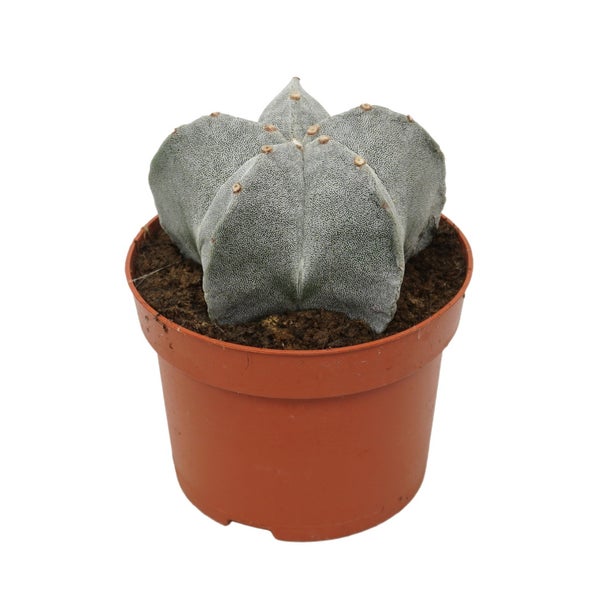 Astrophytum myriostigma - Bischofsmütze - 12cm Topf - Kaktus - Zimmerpflanze