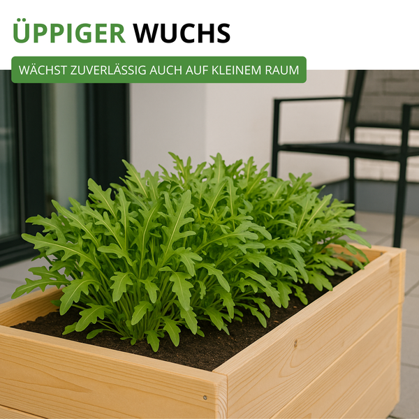 Üppig wachsender Rucola in einem kompakten Holz-Pflanzkasten auf einem Balkon.