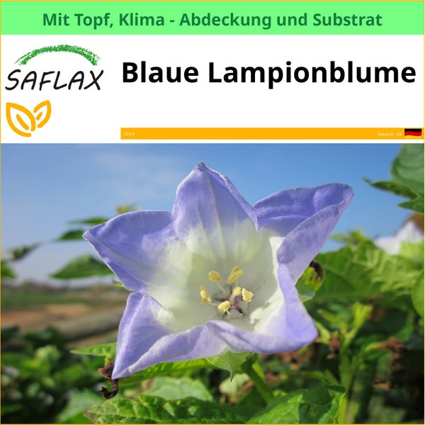 Blaue Lampionblume im Topf mit Klimaabdeckung und Substrat