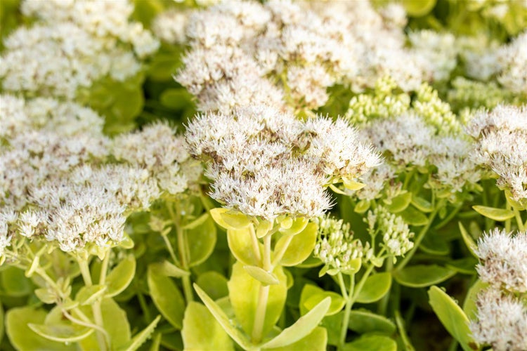 Sedum spectabile 'Iceberg', Fetthenne, weiß, ca. 9x9 cm Topf
