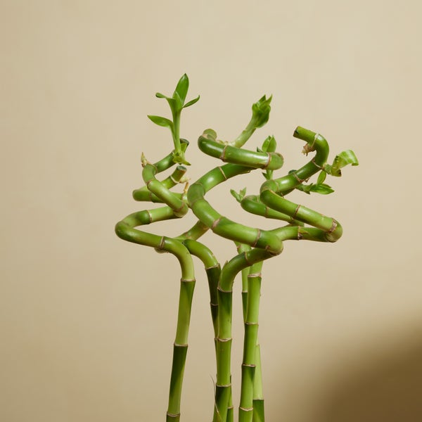 Bloomique - 10er-Set - Dracaena Sanderiana - Glücksbambus - Glücksbambus - Zimmerpflanzen - Luftreinigend - Pflegeleicht - 40-50 cm hoch