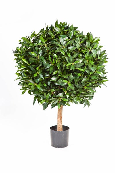 Echter Lorbeer Laurus nobilis in Kugelform auf Hochstamm im schwarzen Kunststofftopf.