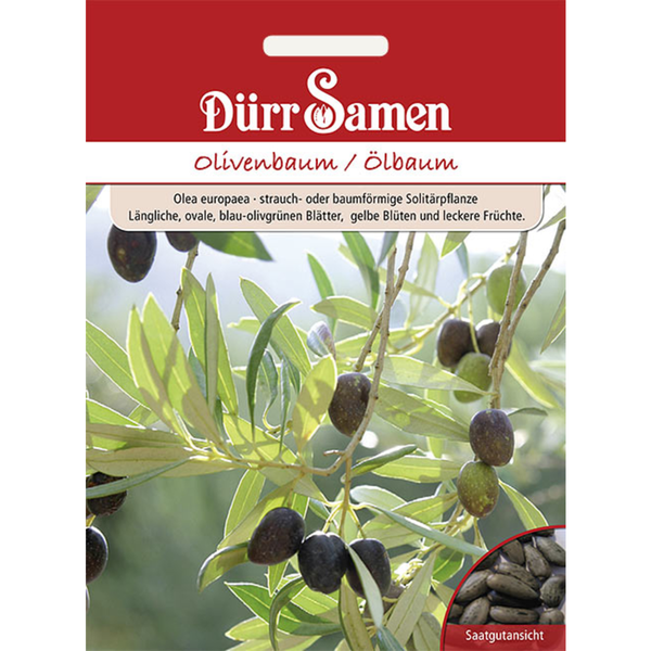 Olivenbaum/Ölbaum Saatgut von Dürr Samen