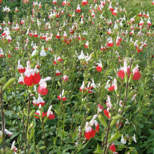 Salbei-Pflanzen mit roten und weißen Blüten auf dem Feld