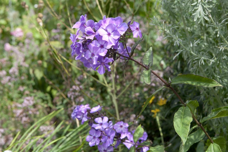 Phlox paniculata 'Blue Paradise', Flammenblume, blau-violett, ca. 11x11 cm Topf