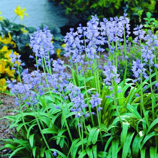 Blaue Hasenglöckchen in einem Gartenbeet.