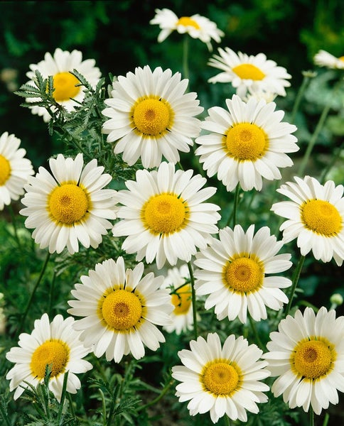 Anthemis tinctoria 'Sauce Hollandaise', Färberkamille, cremeweiß, ca. 11x11 cm Topf