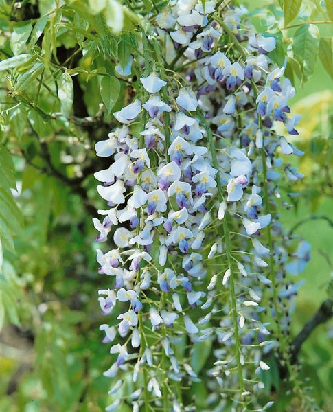 Wisteria floribunda 'Macrobotrys', Japanische Blauregen, 40–60 cm