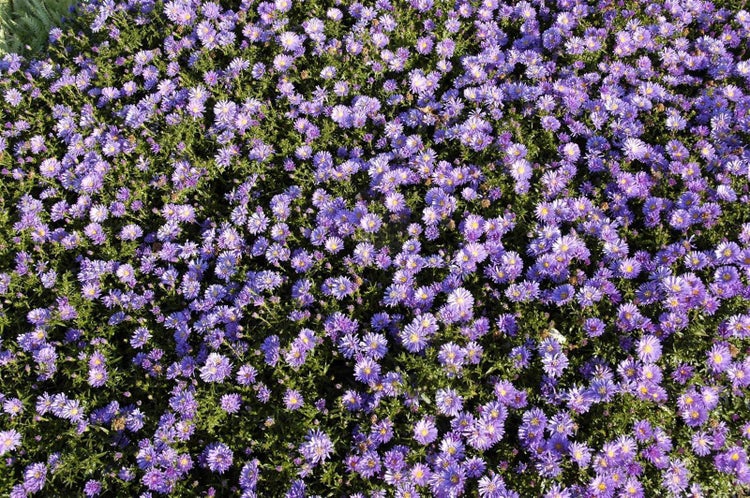 Aster dumosus 'Mittelmeer', Kissen-Aster, violett, ca. 9x9 cm Topf