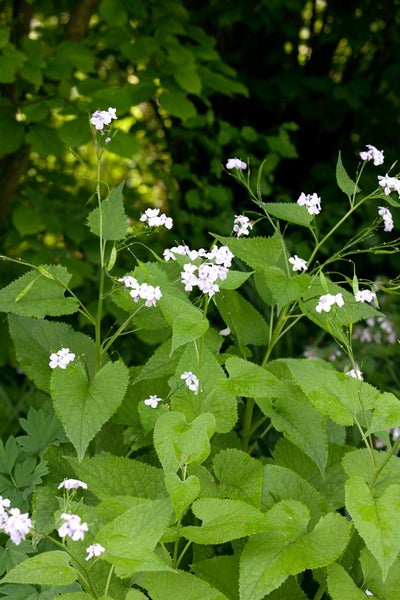 Lunaria rediviva, Silberblatt, duftend, ca. 11x11 cm Topf