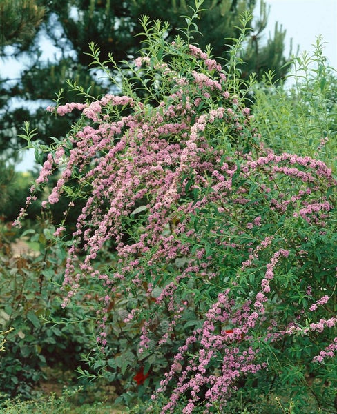 Buddleja alternifolia, Hänge-Sommerflieder, 80–100 cm, duftend