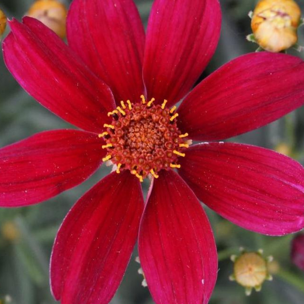 Nahaufnahme einer roten Coreopsis Blüte
