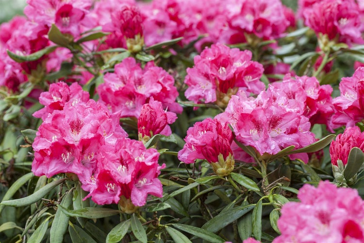 Rhododendron yakushimanum 'Sneezy', rosa Blüten, 30–40 cm