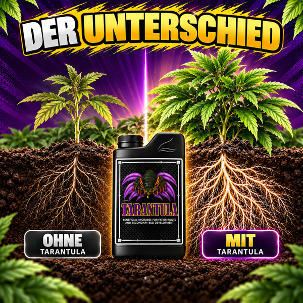 Vergleichsbild mit zwei Cannabis Pflanzen und Wurzelwerk, links ohne und rechts mit Tarantula Wurzelstärkungsmittel Flasche dargestellt.