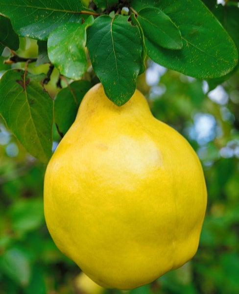 Cydonia 'Birnenquitte', Birnenquitte, 40 cm Stammhöhe