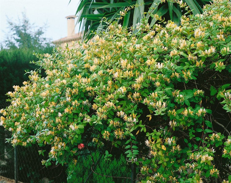 Lonicera japonica 'Halliana', Japanisches Geißblatt, cremeweiß, 100–150 cm