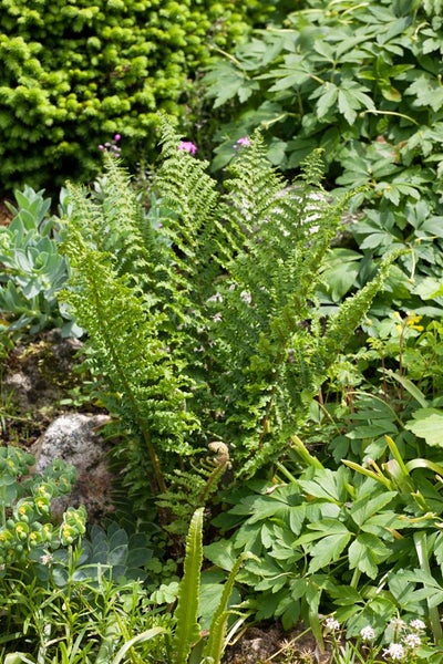 Dryopteris affinis 'Crispa', Farn, ca. 2-3 Liter Container