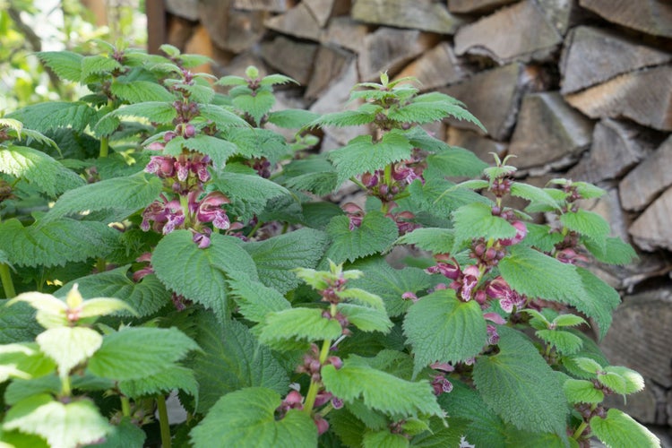 Lamium orvala, Taubnessel, rosa Blüten, ca. 11x11 cm Topf