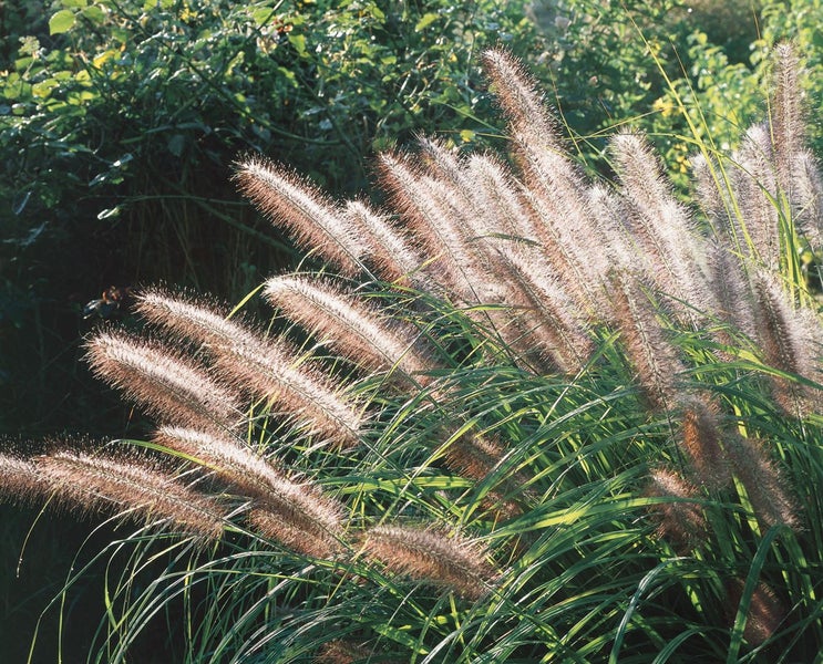 Pennisetum alopecuroides 'Moudry', Lampenputzergras, ca. 11x11 cm Topf