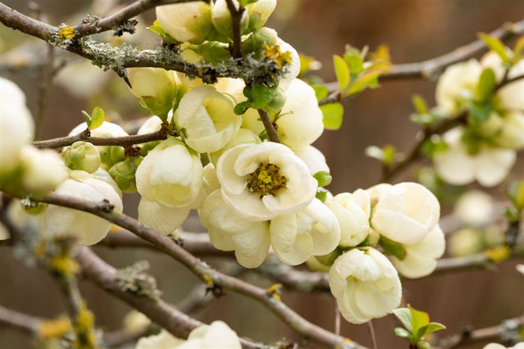 Japanische Zierquitte mit Blüten und Ästen