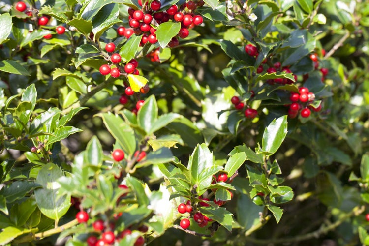 Ilex aquifolium 'Alaska', Stechpalme, immergrün, 40–60 cm