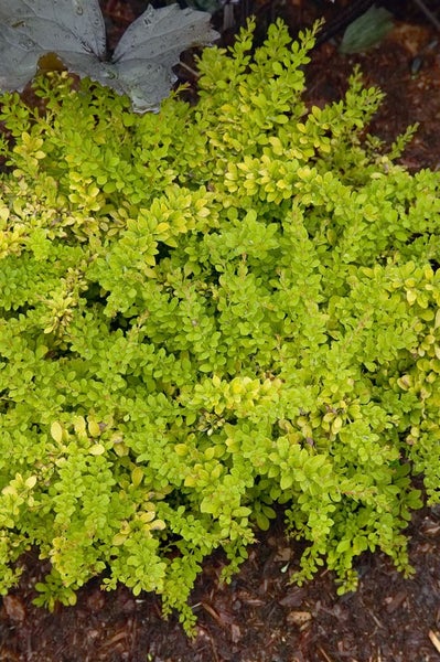 Berberis thunbergii 'Sunsation', Gelbbunte Heckenberberitze, 20–25 cm