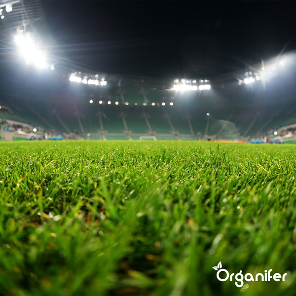 Nahaufnahme von Rasen in einem Stadion mit heller Beleuchtung