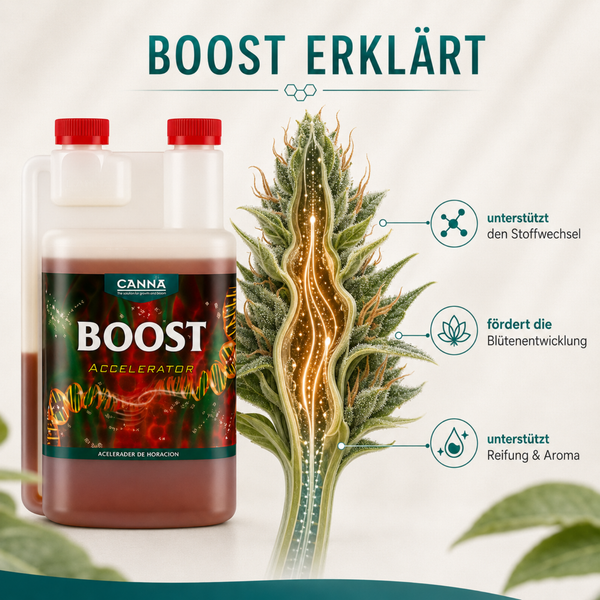 Canna Boost Accelerator Pflanzendünger in der Kunststoffflasche mit erklärender Grafik zur Unterstützung von Stoffwechsel, Blüte und Aroma.