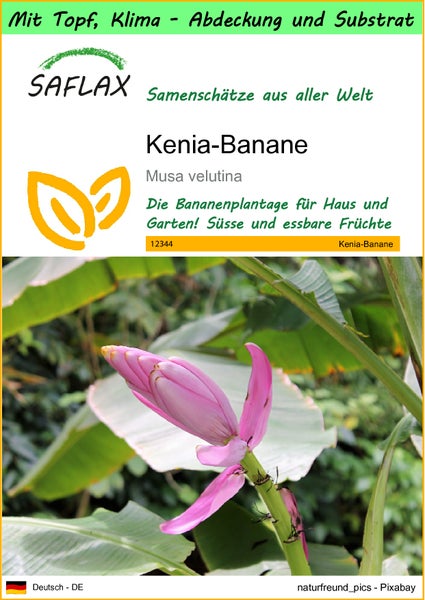SAFLAX Garden to go - Kenia-Banane - Musa velutina - 8 Samen - Mit Topf, Klima - Deckel und Anzuchtsubstrat