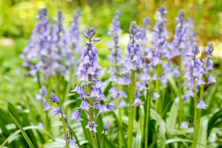Nahaufnahme von blühenden Hasenglöckchen im Garten
