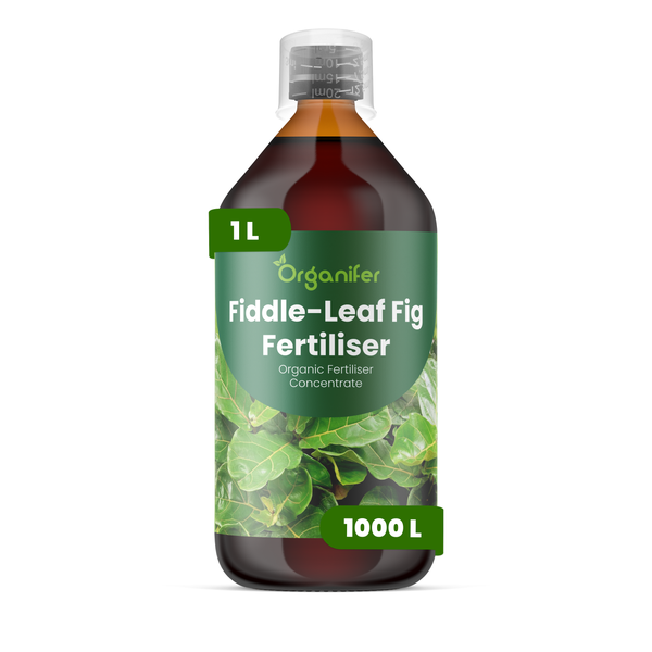 Organifer Bio-Dünger Konzentrat für Geigenfeigen, 1 Liter Flasche mit Messbecher.