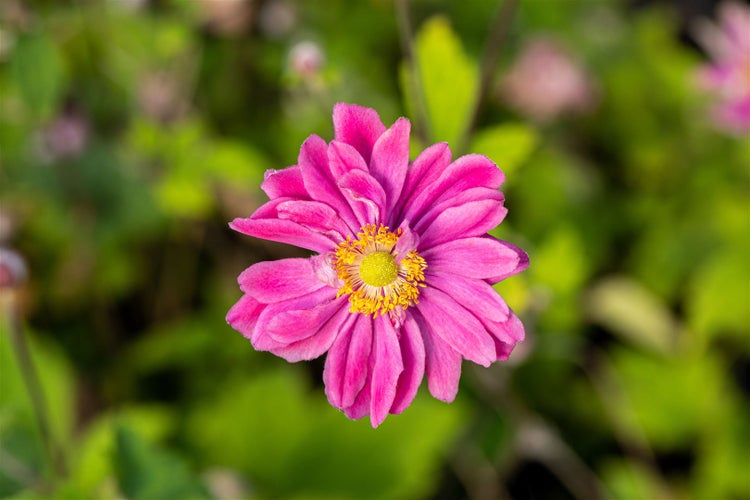 Anemone japonica 'Pamina', Herbst-Anemone, rosa, ca. 9x9 cm Topf