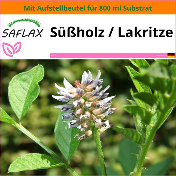 SAFLAX Garden in the bag - Süßholz / Lakritze - Glycyrrhiza glabra - 30 Samen - Mit Anzuchtsubstrat im praktischen, selbst aufstellenden Beutel