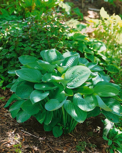 Hosta nigrescens 'Krossa Regal', Funkie, grün, ca. 11x11 cm Topf