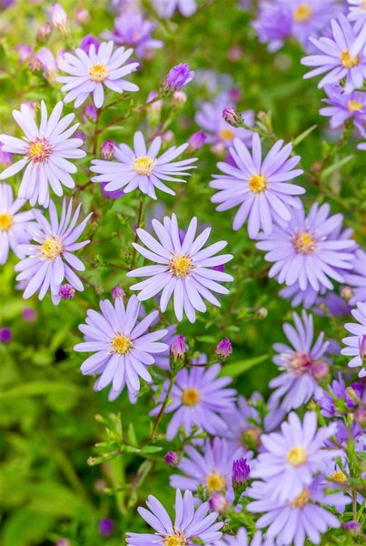 Aster cordifolius 'Little Carlow', Herz-Aster, lavendelblau, ca. 9x9 cm Topf