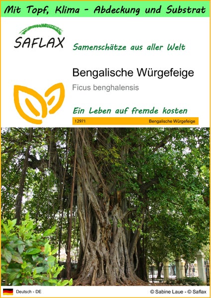 SAFLAX Garden to go - Bengalische Würgefeige - Ficus benghalensis - 20 Samen - Mit Topf, Klima - Deckel und Anzuchtsubstrat