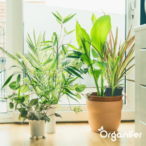 Leaf Diseases Blattkrankheiten Kapseln - 144 Stück - Organifer