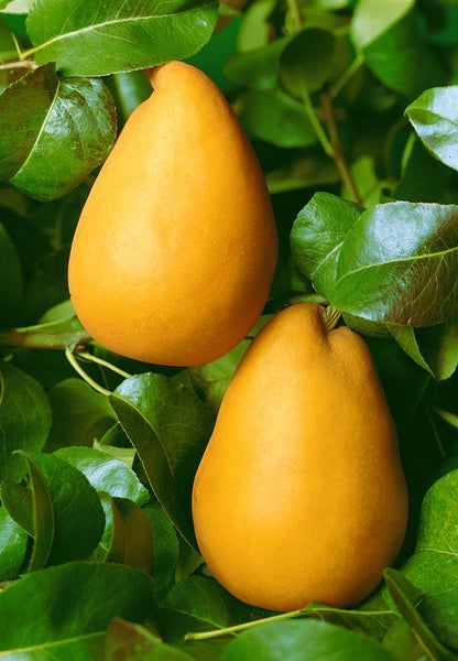 Pyrus communis 'Gellerts Butterbirne', Birne, 150–200 cm
