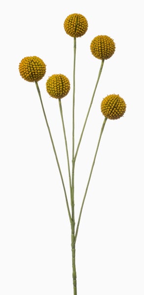 Künstlicher Zweig Craspedia mit fünf gelben Blütenköpfen und grünem Stiel.