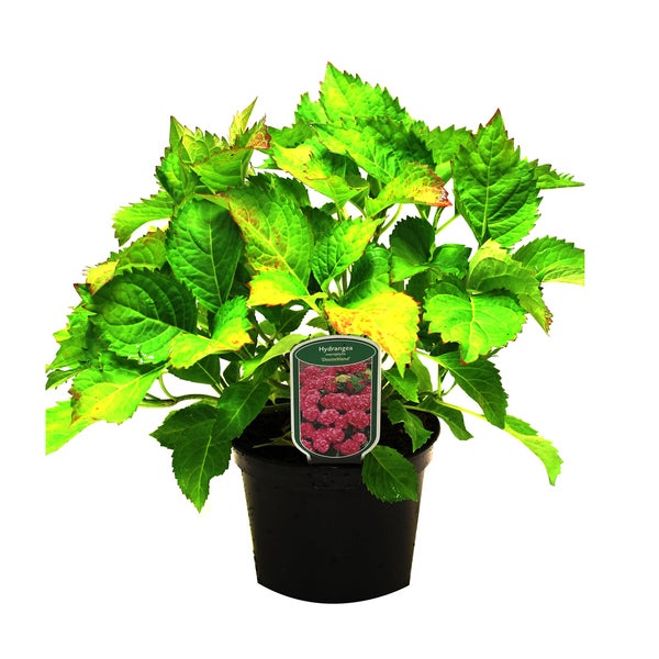 Hydrangea im Topf