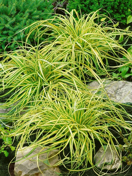 Ziergras mit gelbgestreiften Blättern im Gartenbeet