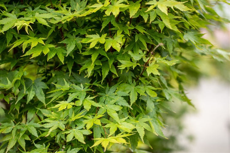 Acer palmatum 'Sangokaku', Japanischer Ahorn, korallenrote Rinde, 125–150 cm