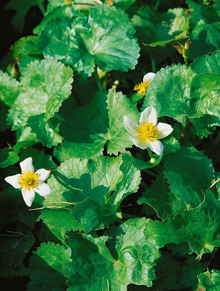 Caltha palustris var.alba, Sumpfdotterblume, weiß, ca. 9x9 cm Topf