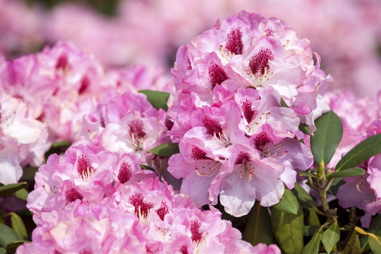 Rhododendron yakushimanum 'Nicoletta', rosa Blüten, 30–40 cm