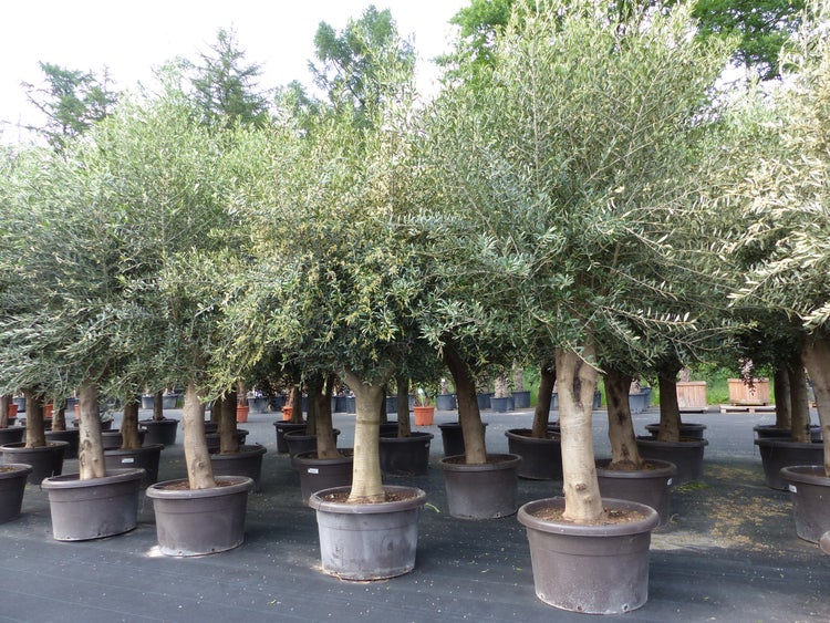 Olivenbäume (Olea europaea) in großen Pflanztöpfen, angeordnet in Reihen in einem Außenbereich einer Baumschule.