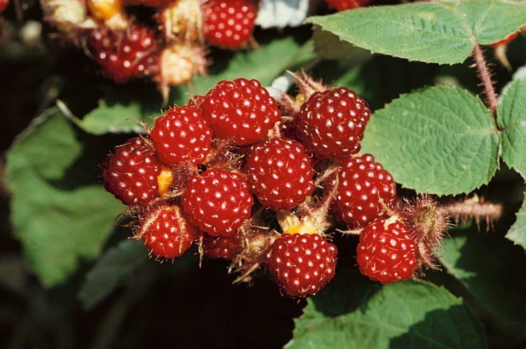 Rubus phoenicolasius, Japanische Weinbeere, 30–40 cm
