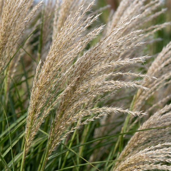 Chinaschilf Miscanthus sinensis mit hellen, fedrigen Blütenrispen und grünen Blättern.
