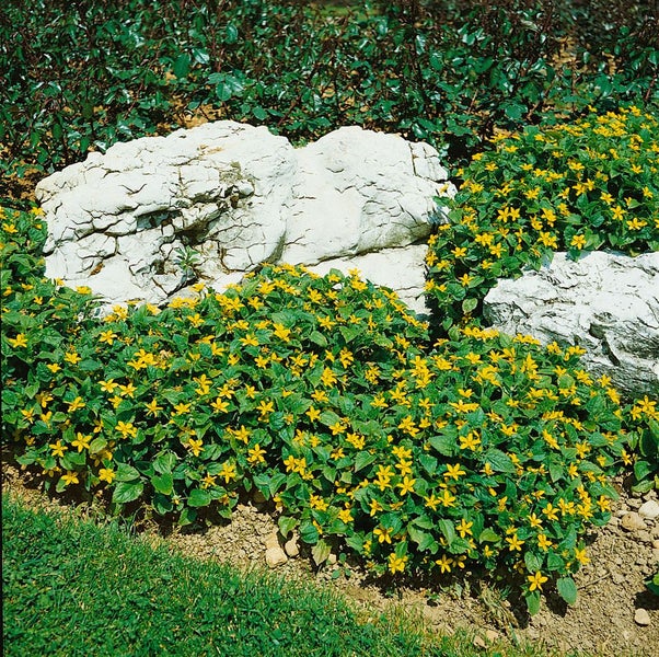 Szene mit gelb blühenden Goldkörbchen Pflanzen und Felsen im Garten