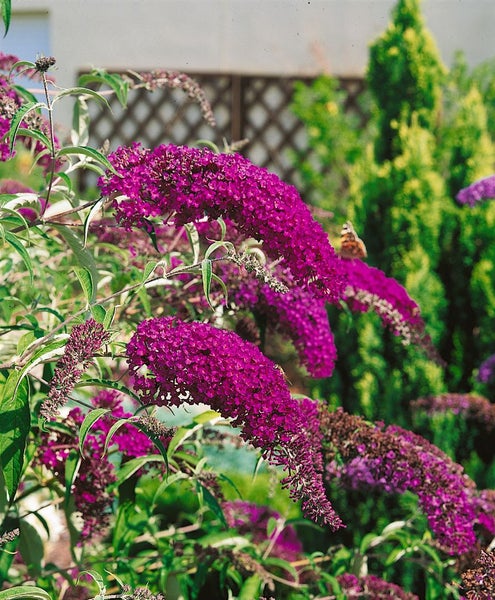 Buddleja davidii 'Nanho Purple', Schmetterlingsflieder, lila, 40–60 cm